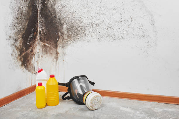 Best Commercial Mold Removal  in Briarcliff Manor, NY