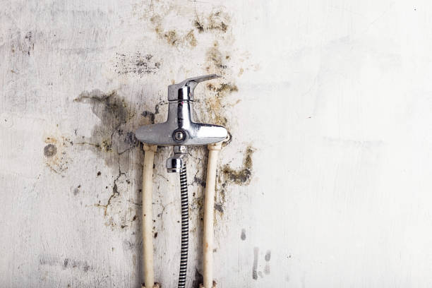 Professional Mold Removal in Briarcliff Manor, NY