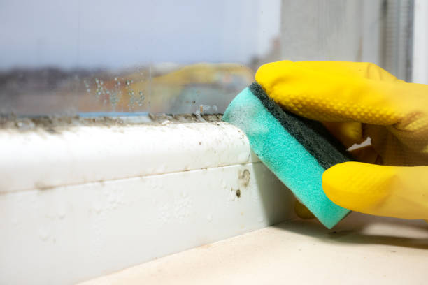 Best Black Mold Removal  in Briarcliff Manor, NY