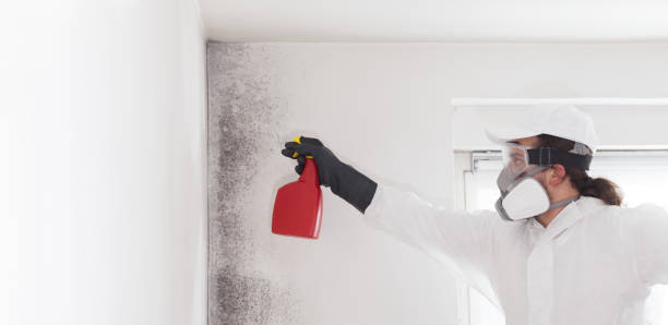 Best Mold Cleaning Services  in Briarcliff Manor, NY