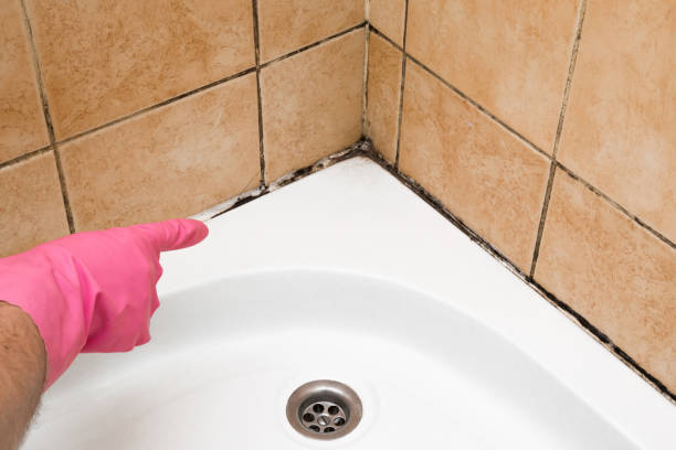 Best Professional Mold Removal  in Briarcliff Manor, NY